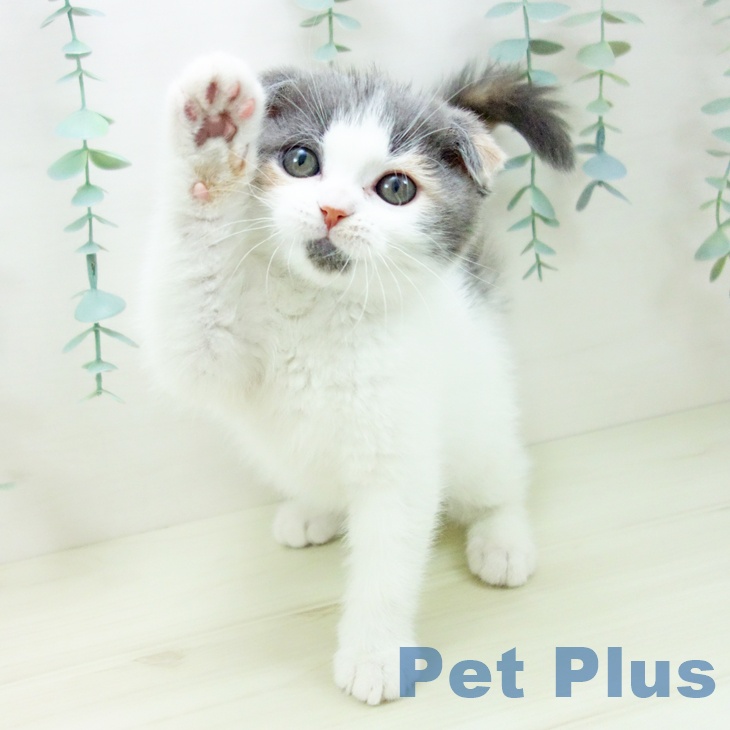 千葉県のスコティッシュフォールド (ペットプラス 幕張新都心店/2025年10月26日生まれ/女の子/ダイリュートキャリコ)の子猫の2枚目の画像