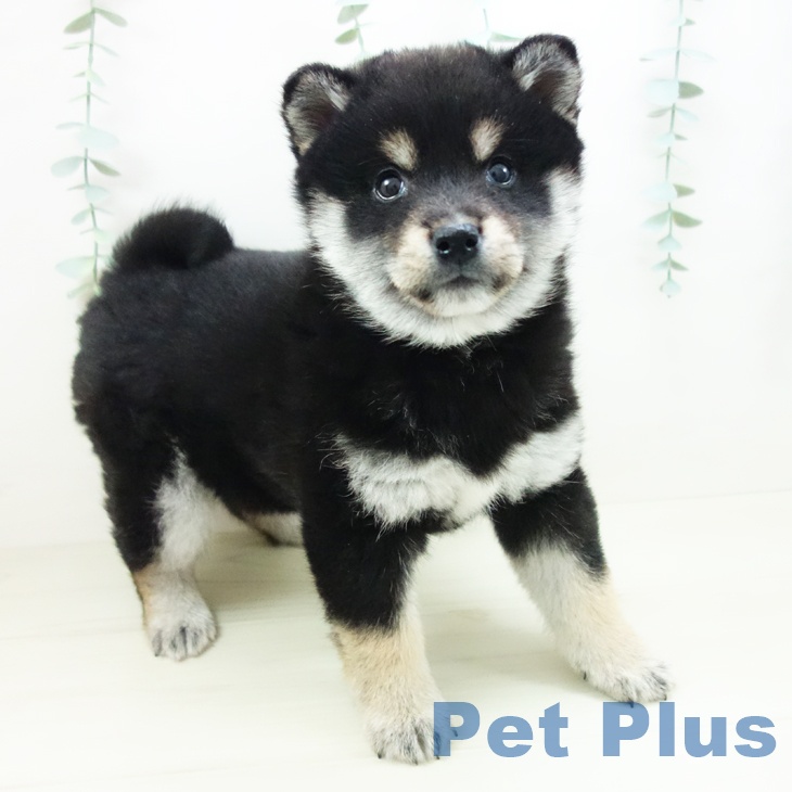 愛知県の柴犬(標準サイズ) (ペットプラス mozoワンダーシティ店/2025年10月26日生まれ/男の子/黒)の子犬の1枚目の画像
