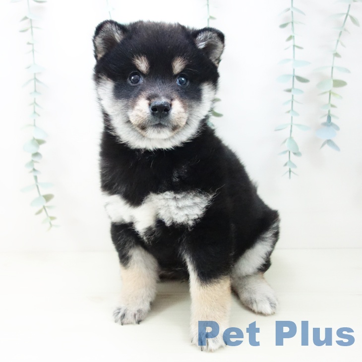 愛知県の柴犬(標準サイズ) (ペットプラス mozoワンダーシティ店/2025年10月26日生まれ/男の子/黒)の子犬の2枚目の画像