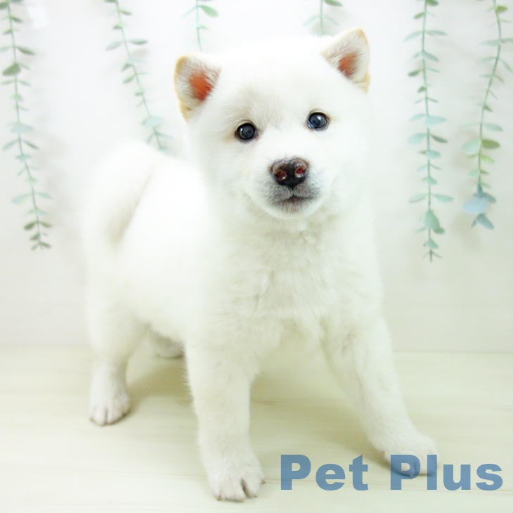 愛知県の柴犬(標準サイズ) (ペットプラス イオンモール豊川店/2025年10月26日生まれ/男の子/淡赤)の子犬の1枚目の画像