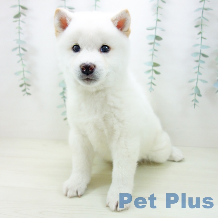 愛知県の柴犬(標準サイズ) (ペットプラス イオンモール豊川店/2025年10月26日生まれ/男の子/淡赤)の子犬の2枚目の画像