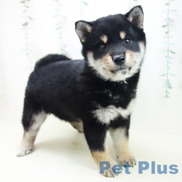 三重県の柴犬(標準サイズ) (ペットプラス 鈴鹿店/2025年10月26日生まれ/女の子/黒)の子犬の1枚目の画像