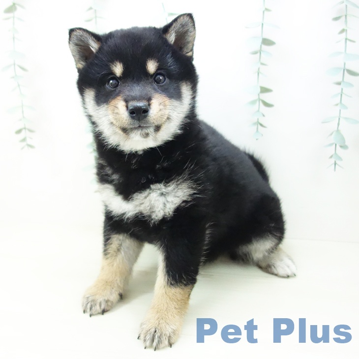 三重県の柴犬(標準サイズ) (ペットプラス 鈴鹿店/2025年10月26日生まれ/女の子/黒)の子犬の2枚目の画像