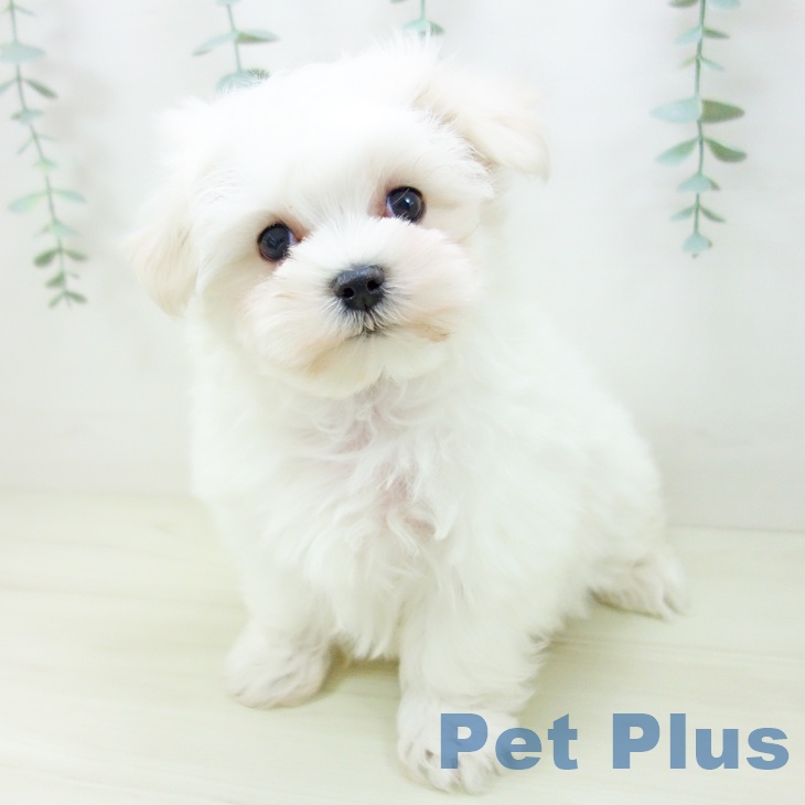 岐阜県のマルチーズ (ペットプラス 光ケ丘店/2025年10月26日生まれ/男の子/ホワイト)の子犬の1枚目の画像