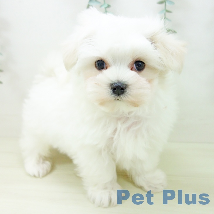 岐阜県のマルチーズ (ペットプラス 光ケ丘店/2025年10月26日生まれ/男の子/ホワイト)の子犬の2枚目の画像
