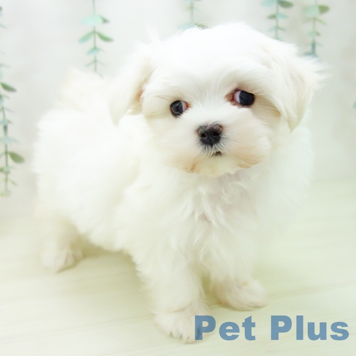 愛知県のマルチーズ (ペットプラス 豊田店/2025年10月26日生まれ/女の子/ホワイト)の子犬の1枚目の画像