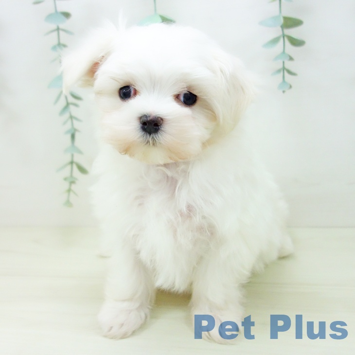愛知県のマルチーズ (ペットプラス 豊田店/2025年10月26日生まれ/女の子/ホワイト)の子犬の2枚目の画像