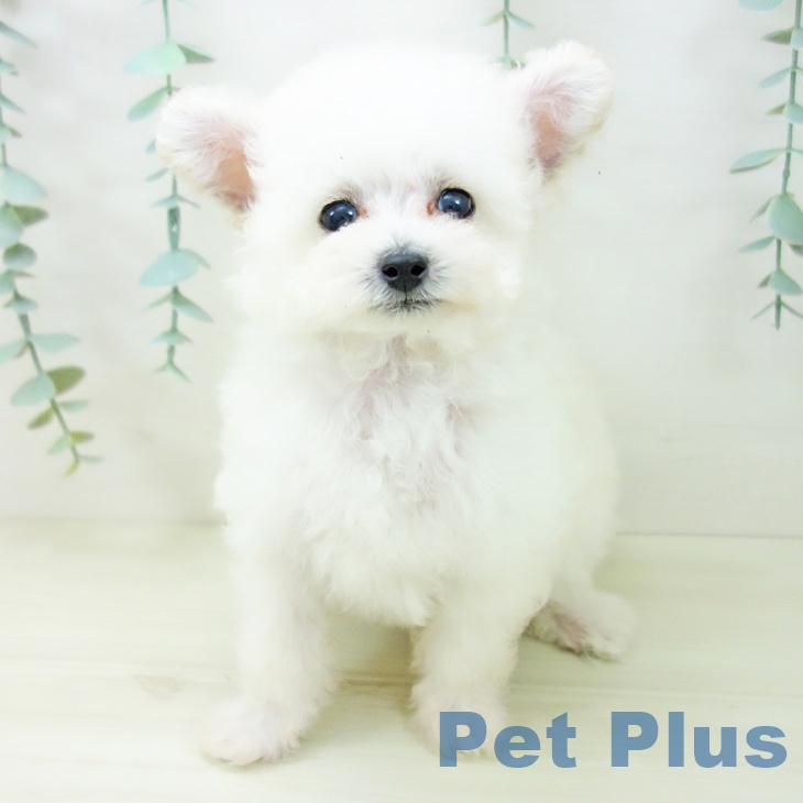 愛知県のトイプードル(トイ) (ペットプラス 岡崎店/2025年10月22日生まれ/男の子/ホワイト)の子犬の1枚目の画像