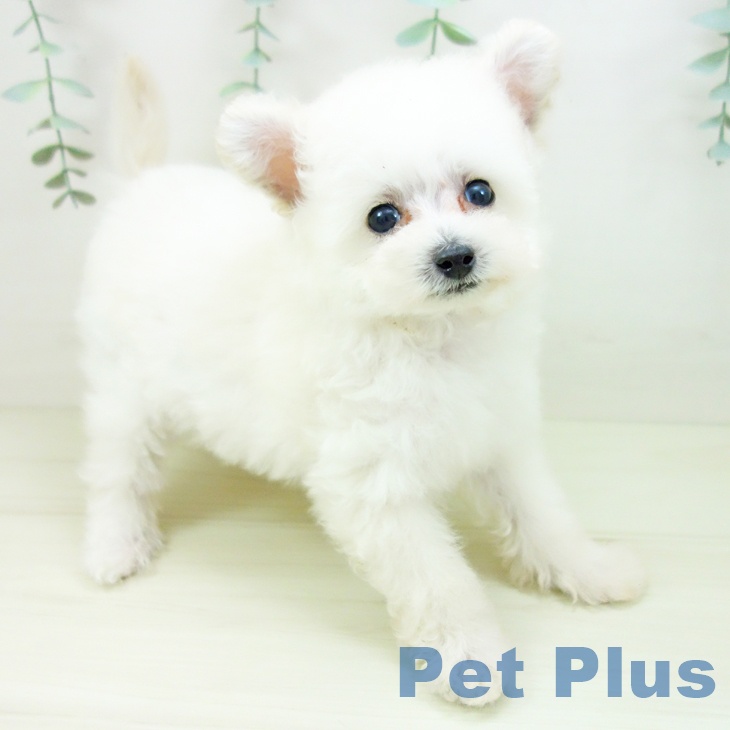 愛知県のトイプードル(トイ) (ペットプラス 岡崎店/2025年10月22日生まれ/男の子/ホワイト)の子犬の2枚目の画像