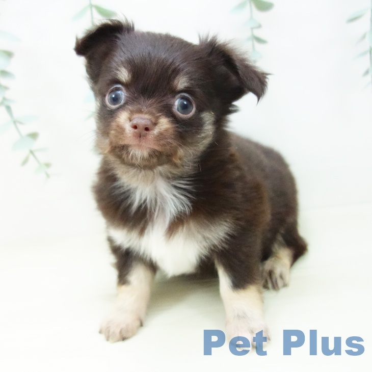 愛知県のチワワ(ロング) (ペットプラス イオンモール長久手店/2025年10月29日生まれ/男の子/チョコレートタン)の子犬の1枚目の画像