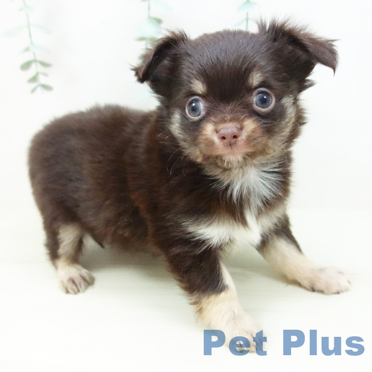 愛知県のチワワ(ロング) (ペットプラス イオンモール長久手店/2025年10月29日生まれ/男の子/チョコレートタン)の子犬の2枚目の画像