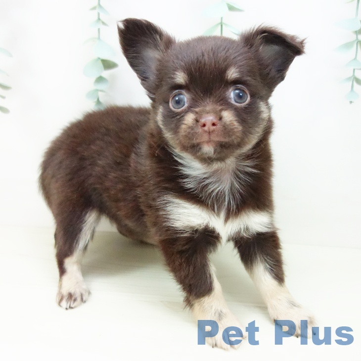 愛知県のチワワ(ロング) (ペットプラス イオンモール豊川店/2025年10月29日生まれ/女の子/チョコレートタン)の子犬の1枚目の画像