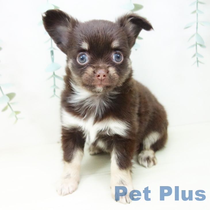 愛知県のチワワ(ロング) (ペットプラス イオンモール豊川店/2025年10月29日生まれ/女の子/チョコレートタン)の子犬の2枚目の画像
