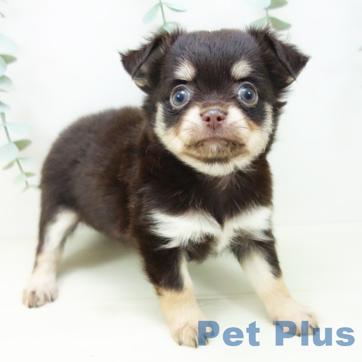 愛知県のチワワ(ロング) (ペットプラス みなと店/2025年10月29日生まれ/女の子/チョコレートタン)の子犬の1枚目の画像