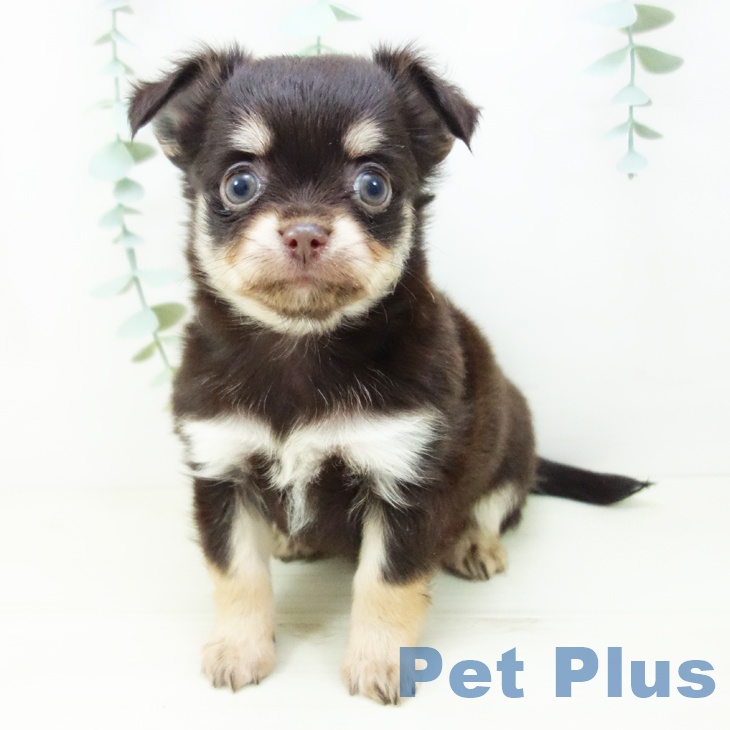 愛知県のチワワ(ロング) (ペットプラス みなと店/2025年10月29日生まれ/女の子/チョコレートタン)の子犬の2枚目の画像