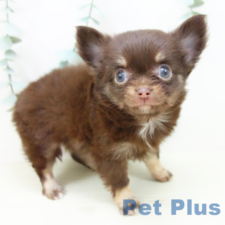 愛知県のチワワ(ロング) (ペットプラス 岡崎店/2025年10月29日生まれ/女の子/チョコレートタン)の子犬の1枚目の画像