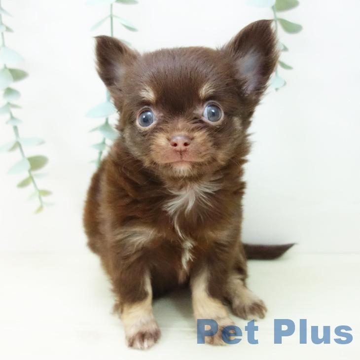 愛知県のチワワ(ロング) (ペットプラス 岡崎店/2025年10月29日生まれ/女の子/チョコレートタン)の子犬の2枚目の画像