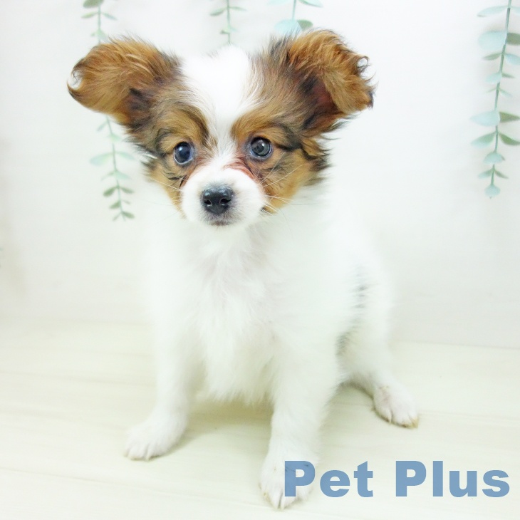 三重県のパピヨン (ペットプラス 東員店/2025年10月26日生まれ/男の子/ホワイトブラウン)の子犬の1枚目の画像