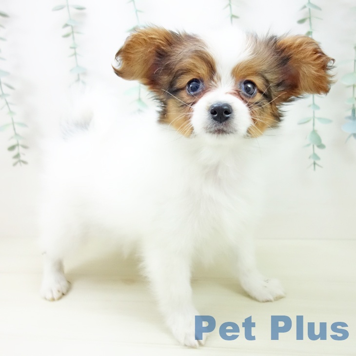 三重県のパピヨン (ペットプラス 東員店/2025年10月26日生まれ/男の子/ホワイトブラウン)の子犬の2枚目の画像