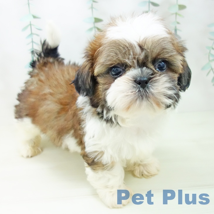 岐阜県のシーズー (ペットプラス 各務原店/2025年10月25日生まれ/男の子/ゴールドホワイト)の子犬の1枚目の画像