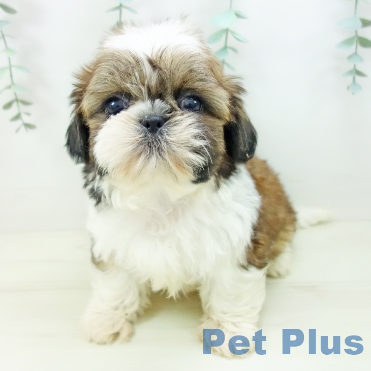 岐阜県のシーズー (ペットプラス 各務原店/2025年10月25日生まれ/男の子/ゴールドホワイト)の子犬の2枚目の画像