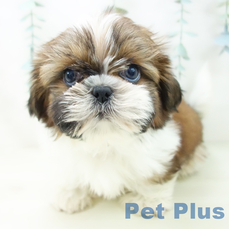 愛知県のシーズー (ペットプラス イオンモール豊川店/2025年10月25日生まれ/男の子/ゴールドホワイト)の子犬の1枚目の画像
