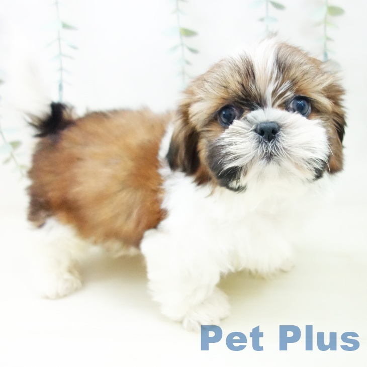 愛知県のシーズー (ペットプラス イオンモール豊川店/2025年10月25日生まれ/男の子/ゴールドホワイト)の子犬の2枚目の画像