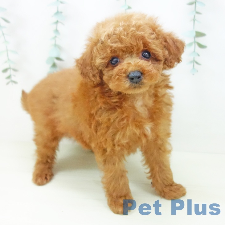 三重県のトイプードル(トイ) (ペットプラス 鈴鹿店/2025年10月28日生まれ/男の子/レッド)の子犬の1枚目の画像
