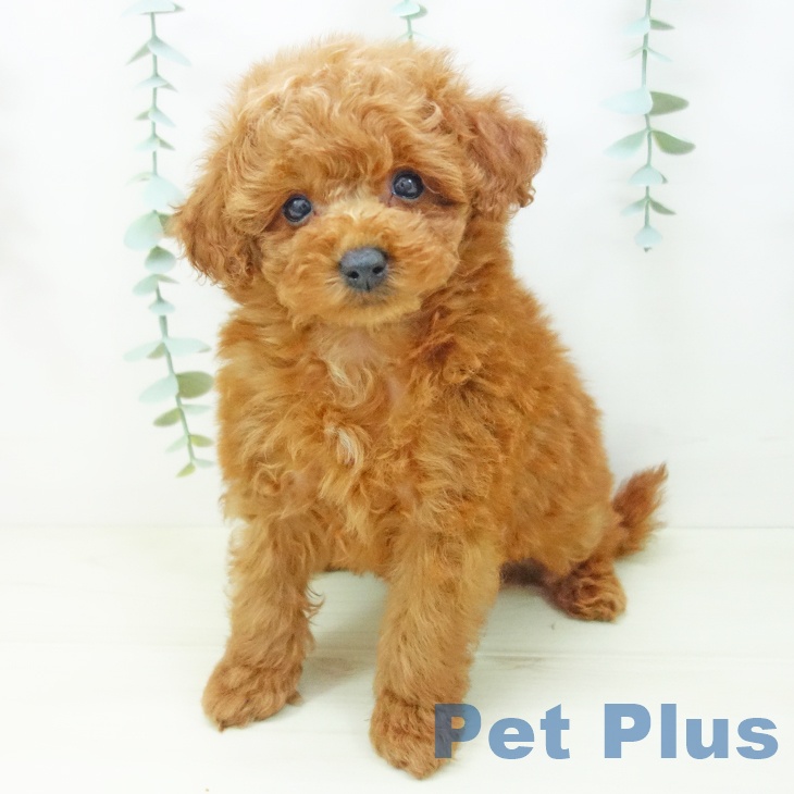 三重県のトイプードル(トイ) (ペットプラス 鈴鹿店/2025年10月28日生まれ/男の子/レッド)の子犬の2枚目の画像