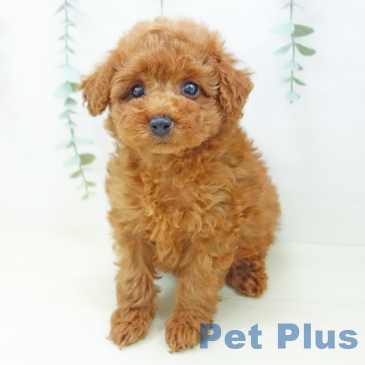 岐阜県のトイプードル(トイ) (ペットプラス 各務原店/2025年10月28日生まれ/女の子/レッド)の子犬の1枚目の画像