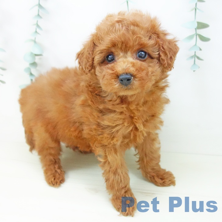 岐阜県のトイプードル(トイ) (ペットプラス 各務原店/2025年10月28日生まれ/女の子/レッド)の子犬の2枚目の画像