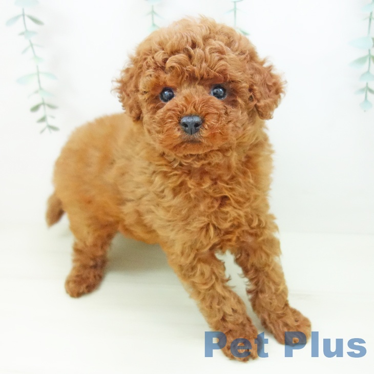 愛知県のトイプードル(トイ) (ペットプラス 豊田店/2025年10月22日生まれ/女の子/レッド)の子犬の1枚目の画像