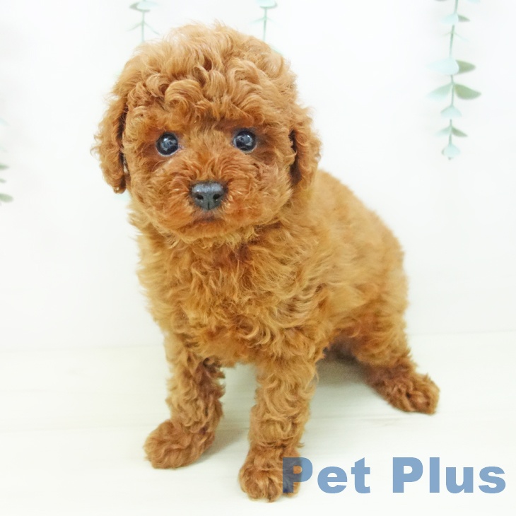 愛知県のトイプードル(トイ) (ペットプラス 豊田店/2025年10月22日生まれ/女の子/レッド)の子犬の2枚目の画像