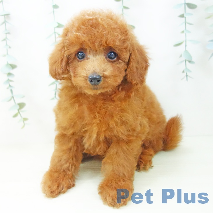 愛知県のトイプードル(トイ) (ペットプラス 千音寺店/2025年10月27日生まれ/男の子/レッド)の子犬の1枚目の画像