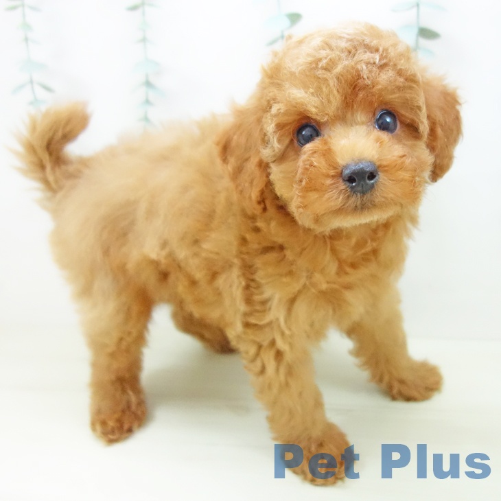 福井県のトイプードル(トイ) (ペットプラス 福井店/2025年10月27日生まれ/男の子/レッド)の子犬