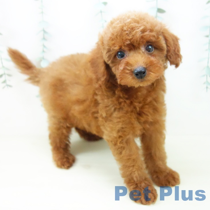 岐阜県のトイプードル(トイ) (ペットプラス 光ケ丘店/2025年10月27日生まれ/女の子/レッド)の子犬の1枚目の画像