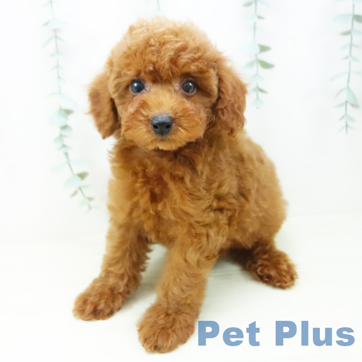 岐阜県のトイプードル(トイ) (ペットプラス 光ケ丘店/2025年10月27日生まれ/女の子/レッド)の子犬の2枚目の画像