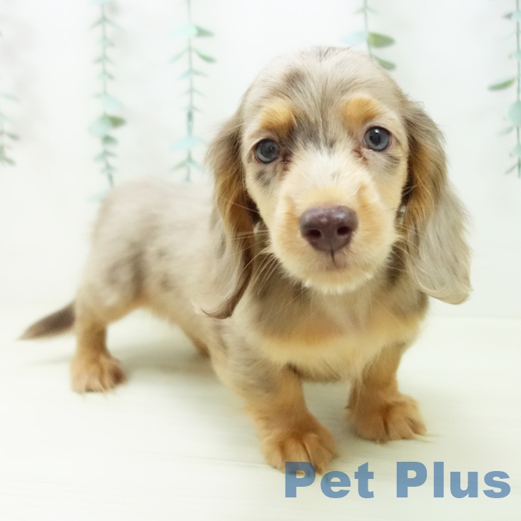 石川県のミニチュアダックスフンド(ロング) (ペットプラス 白山店/2025年10月25日生まれ/男の子/チョコレートダップル)の子犬の1枚目の画像