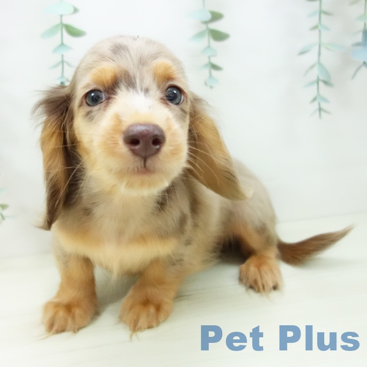 石川県のミニチュアダックスフンド(ロング) (ペットプラス 白山店/2025年10月25日生まれ/男の子/チョコレートダップル)の子犬の2枚目の画像