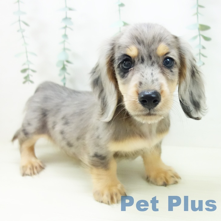 愛知県のミニチュアダックスフンド(ロング) (ペットプラス mozoワンダーシティ店/2025年10月25日生まれ/男の子/シルバーダップル)の子犬の1枚目の画像