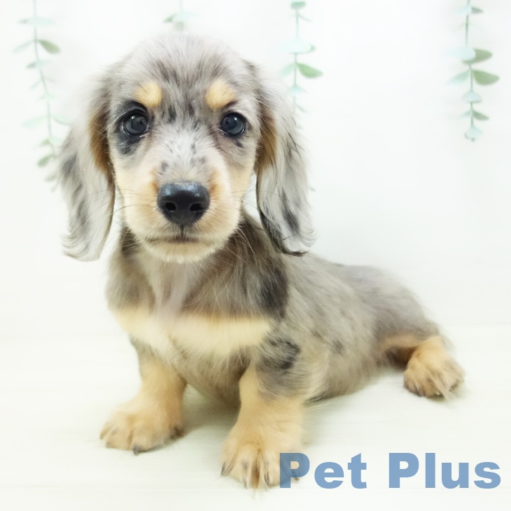 愛知県のミニチュアダックスフンド(ロング) (ペットプラス mozoワンダーシティ店/2025年10月25日生まれ/男の子/シルバーダップル)の子犬の2枚目の画像