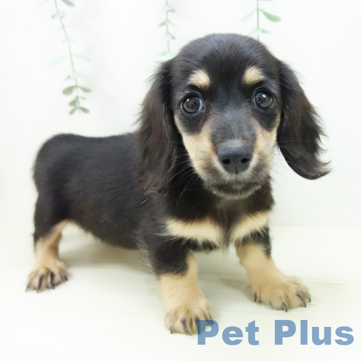 岐阜県のミニチュアダックスフンド(ロング) (ペットプラス 各務原店/2025年10月25日生まれ/女の子/ブラックイエロー)の子犬の1枚目の画像