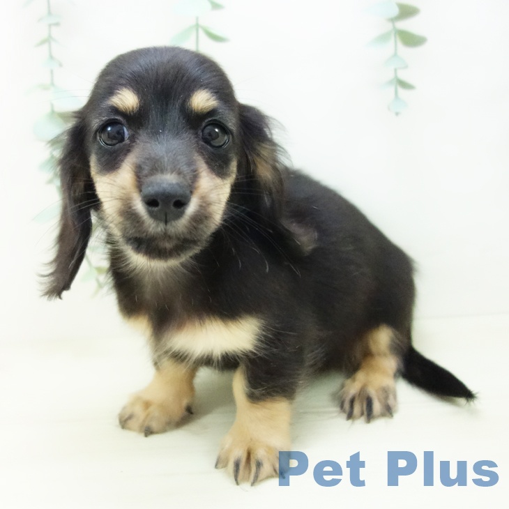 岐阜県のミニチュアダックスフンド(ロング) (ペットプラス 各務原店/2025年10月25日生まれ/女の子/ブラックイエロー)の子犬の2枚目の画像