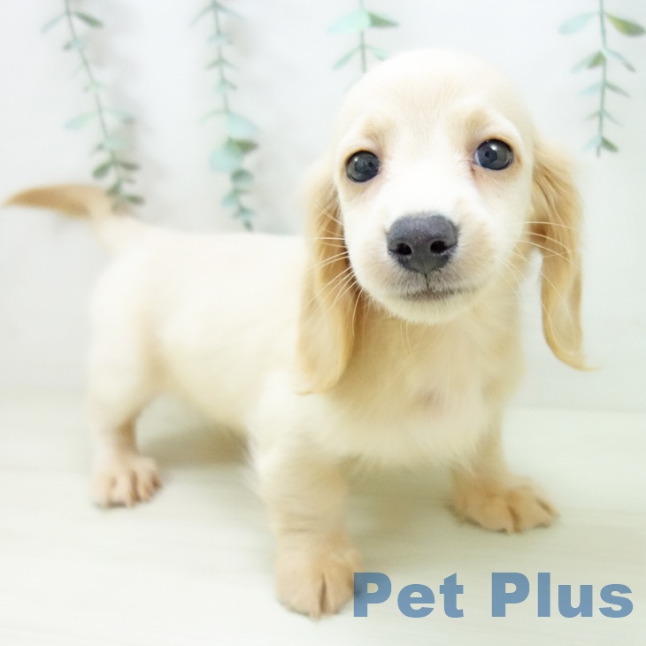 岐阜県のミニチュアダックスフンド(ロング) (ペットプラス 各務原店/2025年10月25日生まれ/女の子/イエロー)の子犬の1枚目の画像