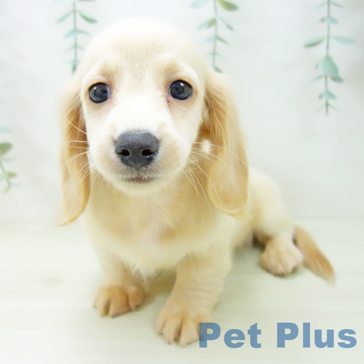 岐阜県のミニチュアダックスフンド(ロング) (ペットプラス 各務原店/2025年10月25日生まれ/女の子/イエロー)の子犬の2枚目の画像