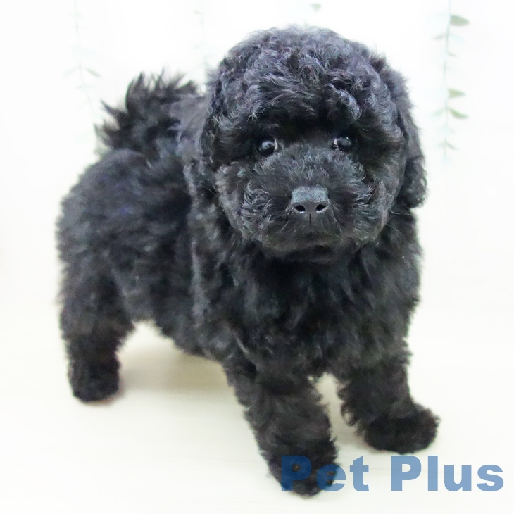 愛知県のトイプードル(トイ) (ペットプラス イオンモール豊川店/2025年10月27日生まれ/男の子/ブラック)の子犬の1枚目の画像