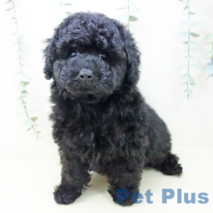 愛知県のトイプードル(トイ) (ペットプラス イオンモール豊川店/2025年10月27日生まれ/男の子/ブラック)の子犬の2枚目の画像