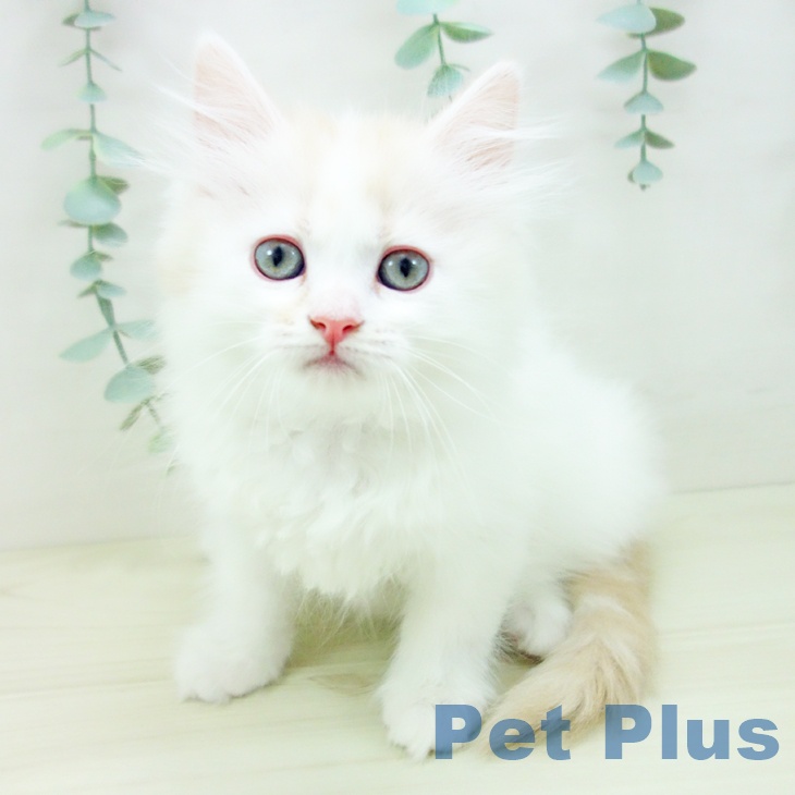 千葉県のミヌエット (ペッツワン 千葉ニュータウン店/2025年10月30日生まれ/女の子/クリームタビーホワイト)の子猫の1枚目の画像