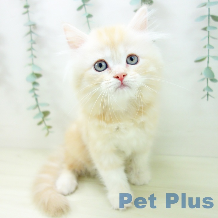 埼玉県のミヌエット (ペッツワン 新座店/2025年10月30日生まれ/女の子/クリームタビーホワイト)の子猫