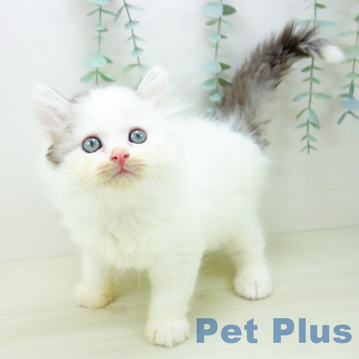 千葉県のサイベリアン (ペットプラス 成田店/2025年10月29日生まれ/男の子/シルバータビーホワイトバン)の子猫の1枚目の画像